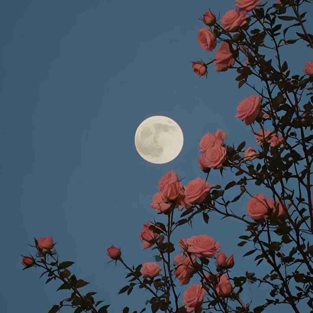 تو برام مث بارونی واسه کویر آدم دوس داره