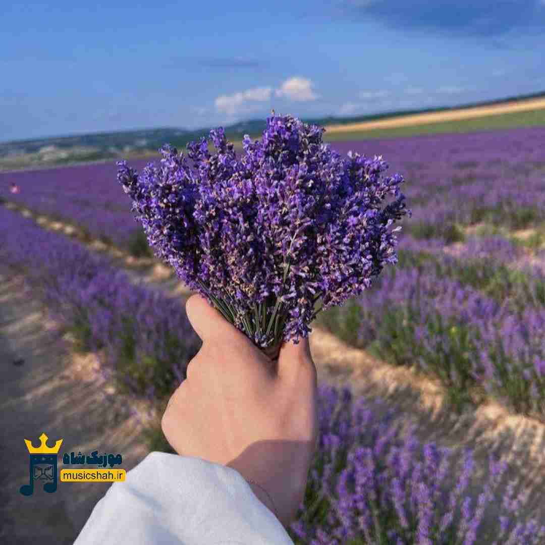 فاطمه رحمانی جانا