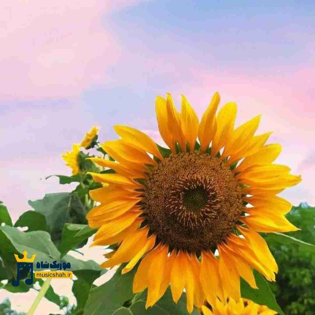میگن ما عجیبیم عجی مجی میکنیم یهو