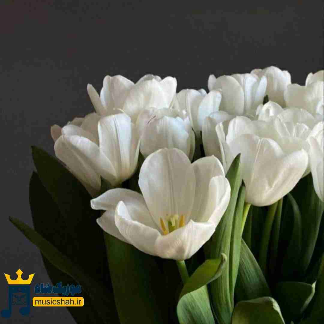 یادت میاد چیا میگفتم ما که این حرفارو نداریم