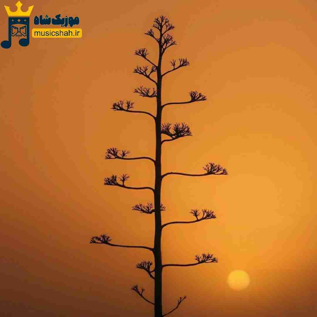 کی مثل تو منو بلده هرکی ادعا کرد تهش دیدم