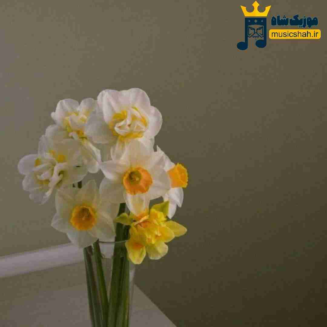 فاطمه مهلبان چه زیبا دنیا زیبا شد دوباره دلارا