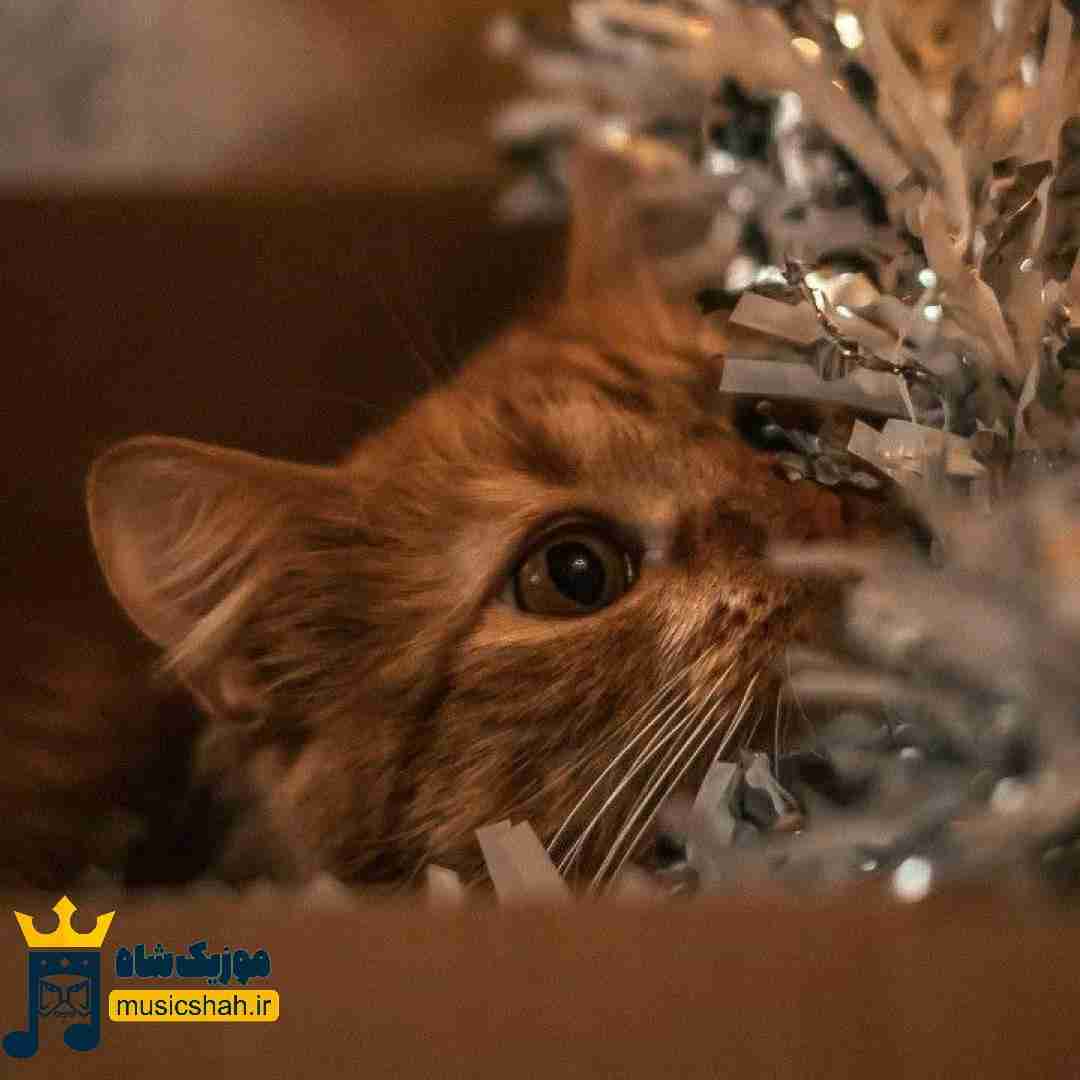 هنوز گنگه برام بسته شدن کل درا