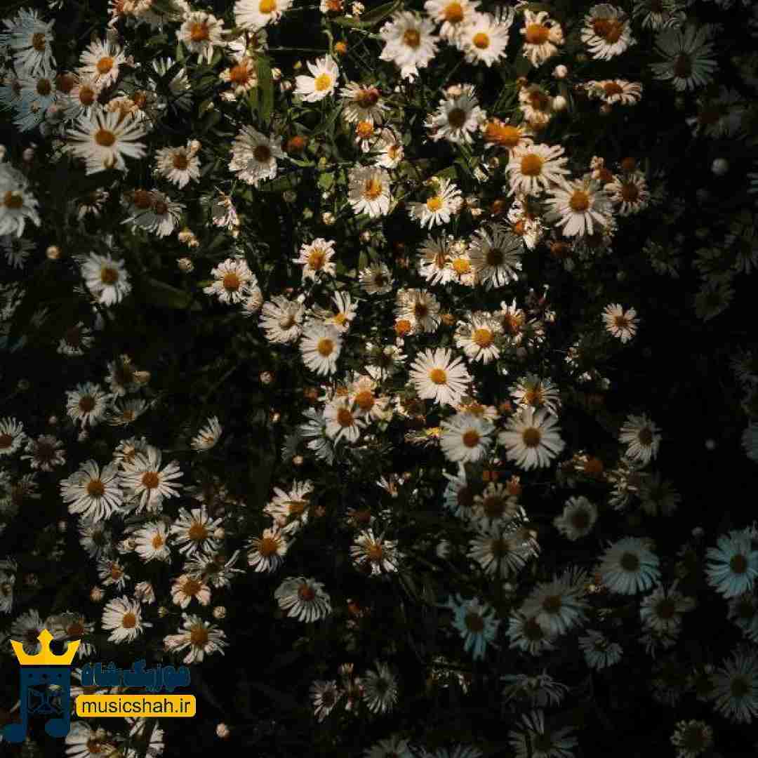  اونا از پشتت پارس میکنن را را را را را (ترند اینستایی)
