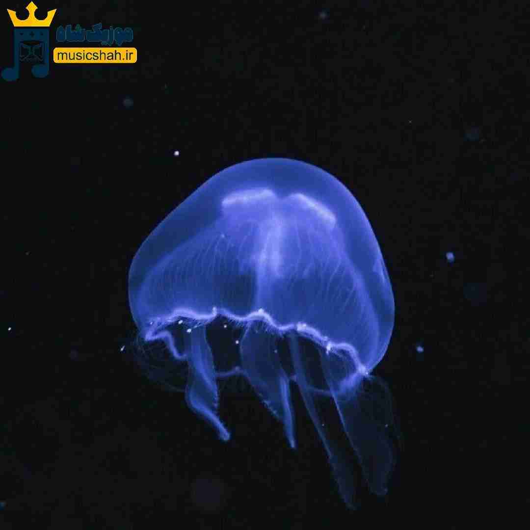 میس یو بیبی نیستی لیلی خیلی وقته که رفتی