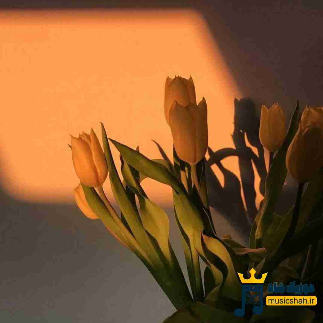 چشاش لاولیه رفتاراش تاکسیک تا کی باید