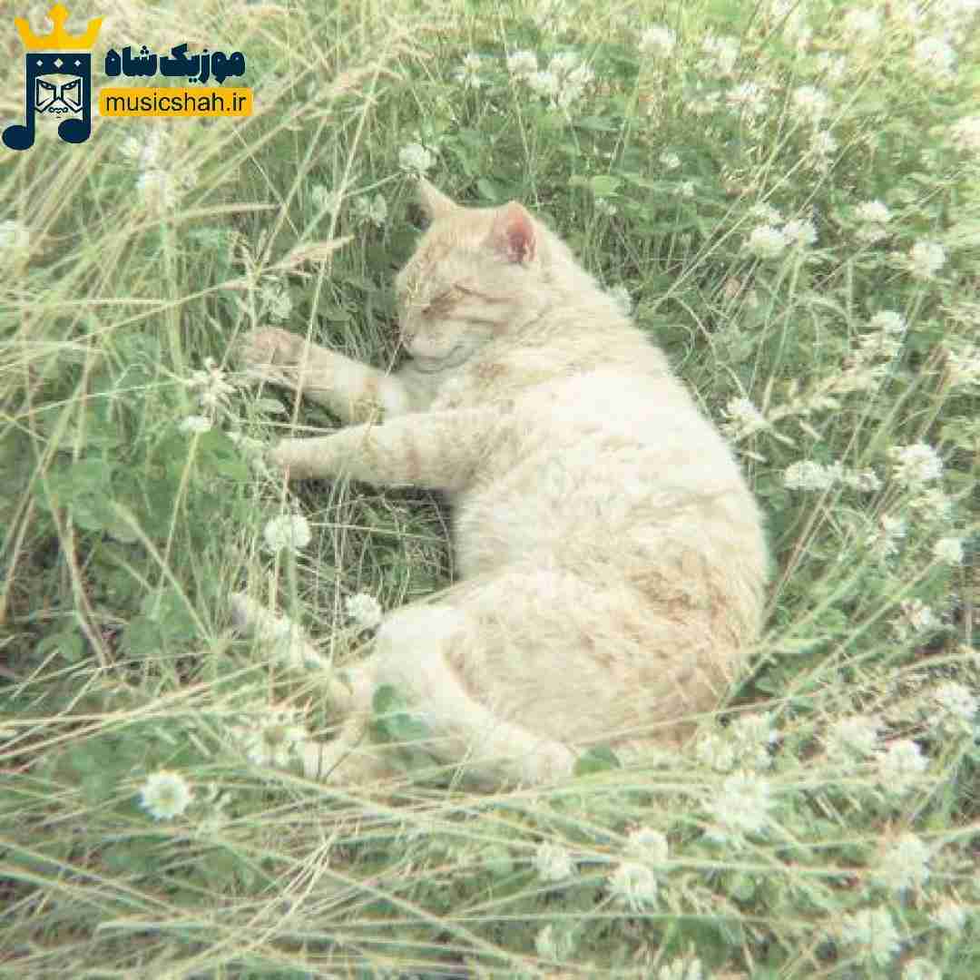 ماشین فقط سمند سورن (ترند اینستایی)