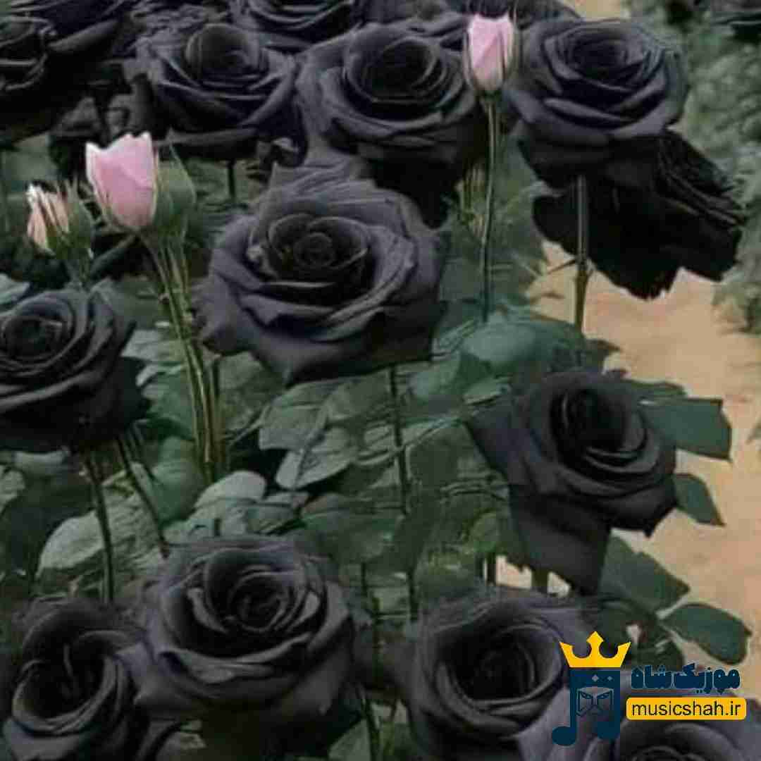 فاطمه عطایی عشق خوش آرایش