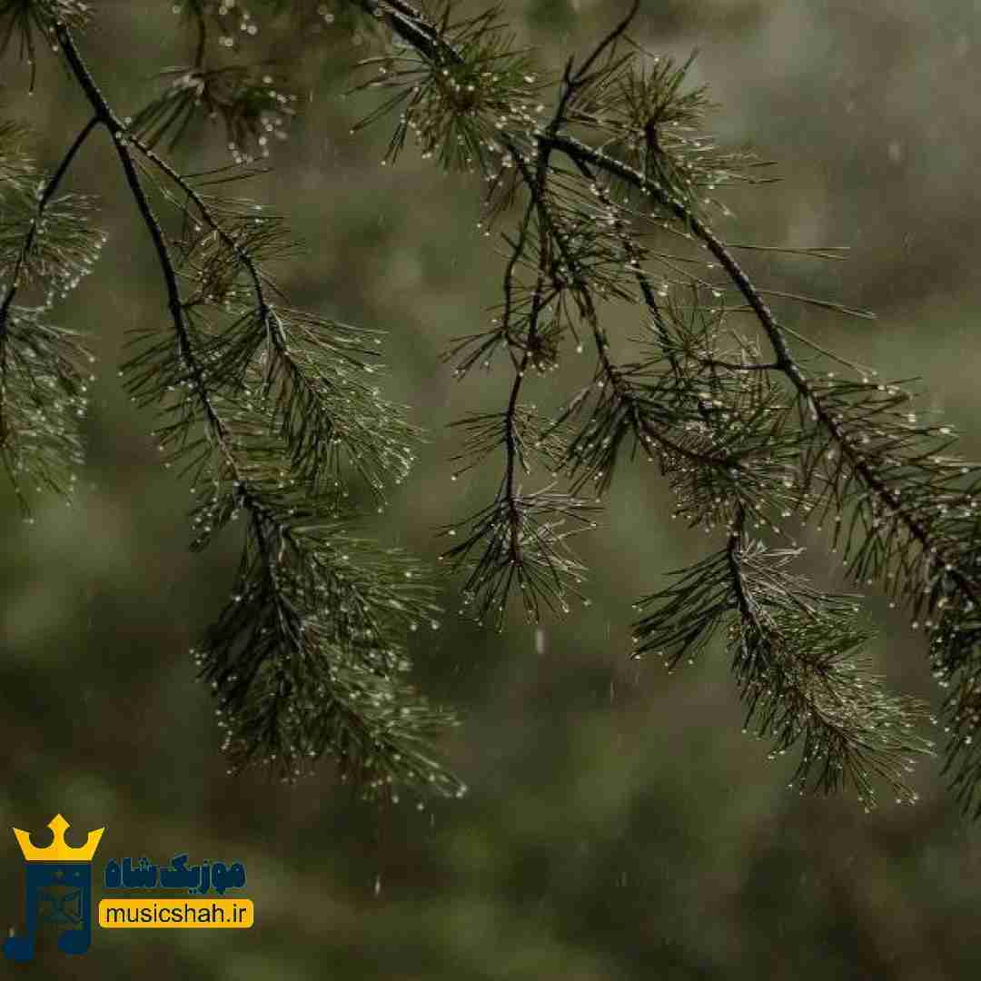 کاش کبوتر میبودم پا به پات پر میزدم