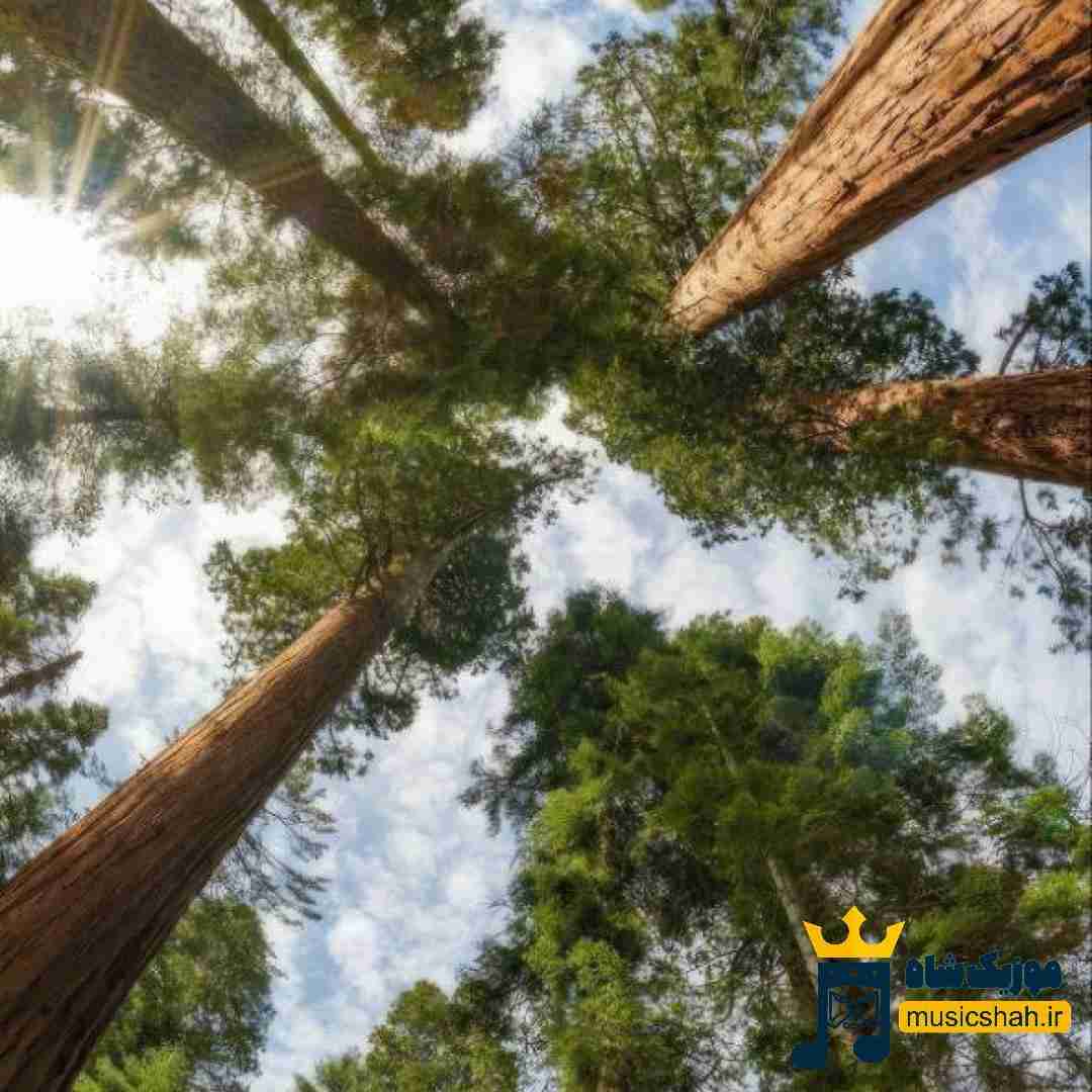 میدونی رابطمون تاکسیکه تعادل نداره مث بایسیکله