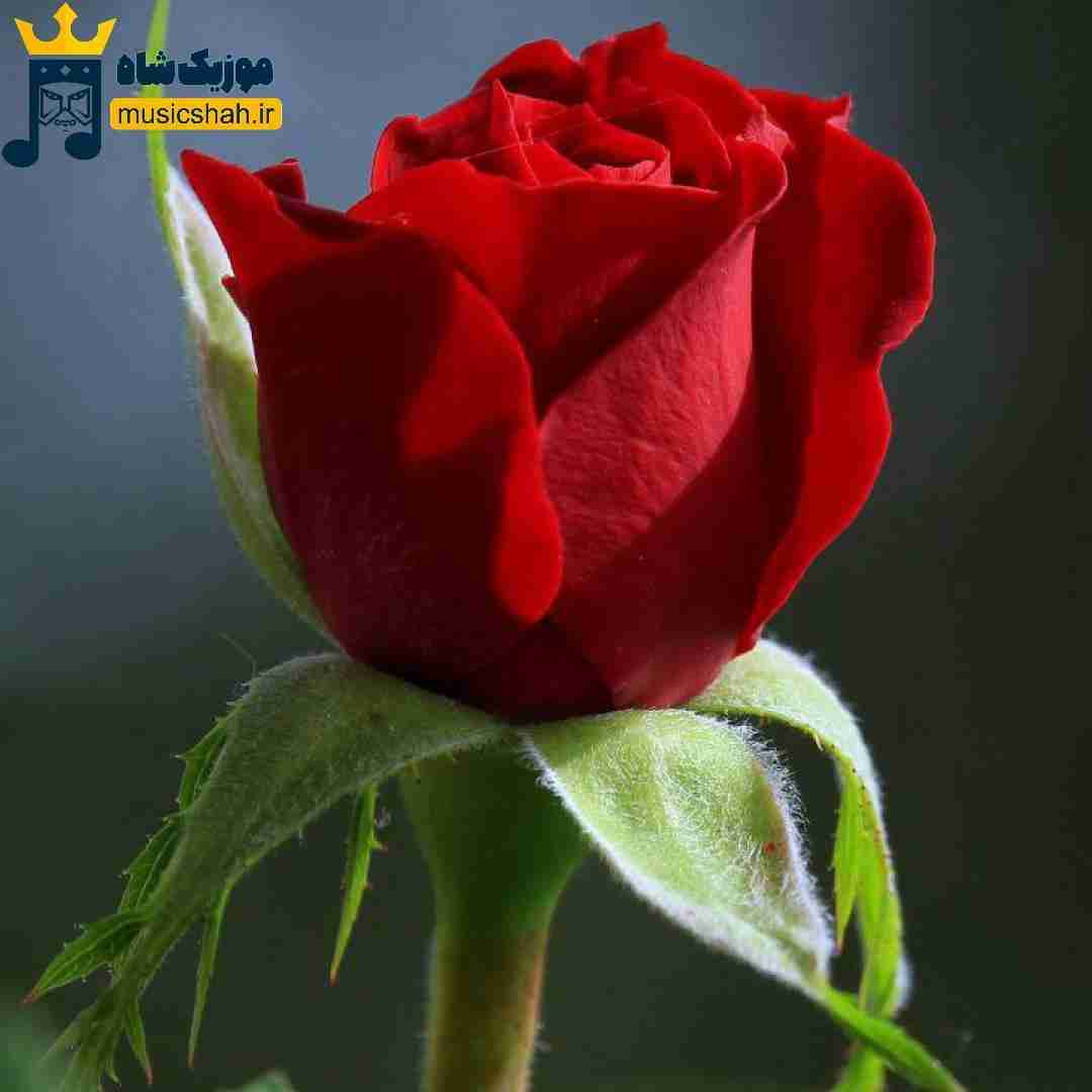 تو که هیچی من از سربازی ام فراریم