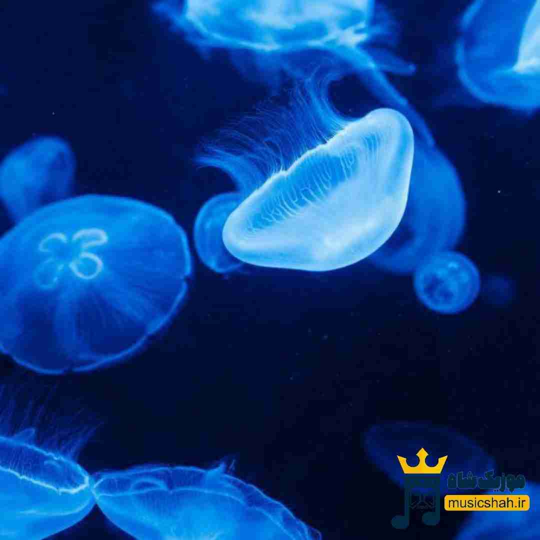 همش خطا باغبون این دشت بلا (میکس اینستا)