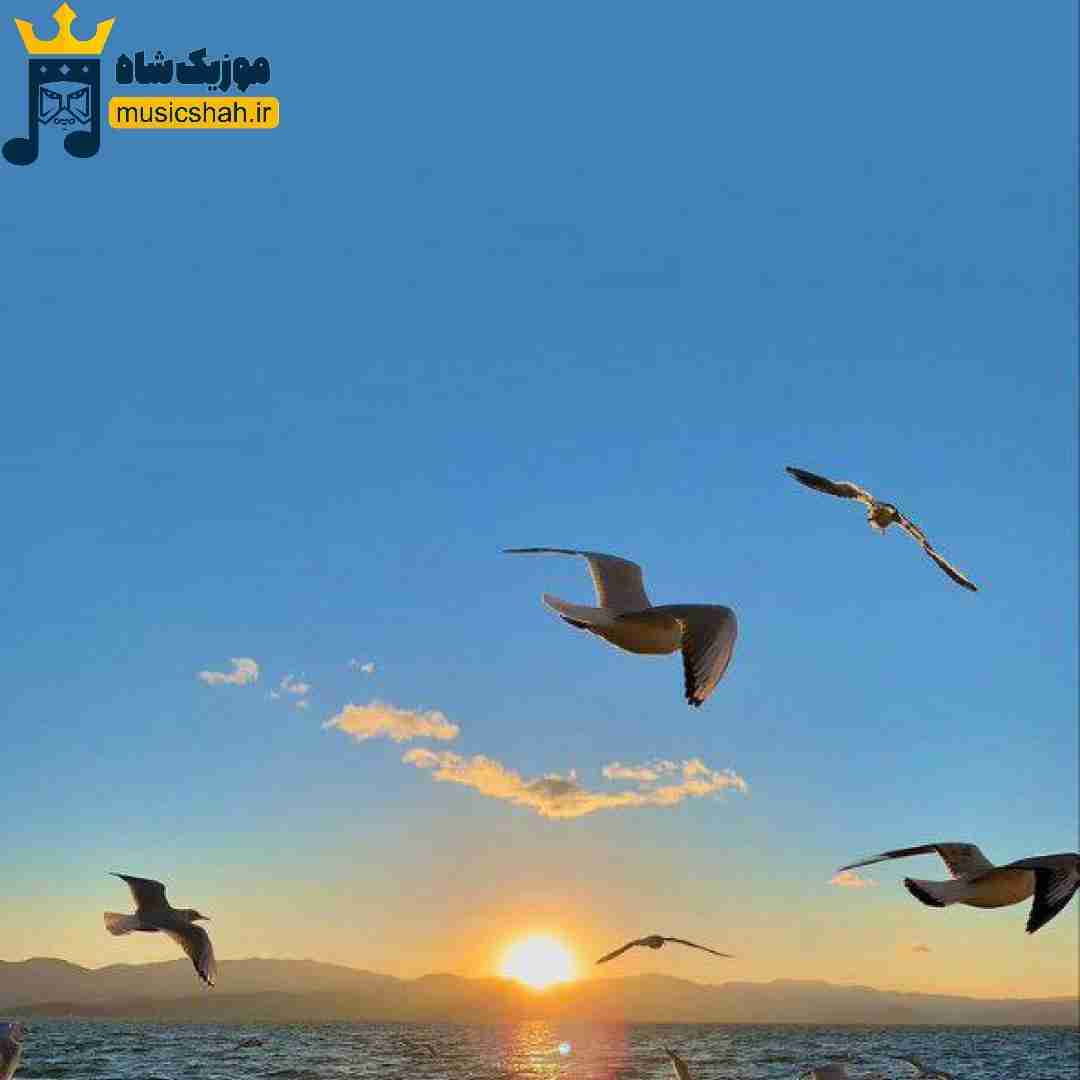 دانلود آهنگ همش تاریکم گلم رشد نکرد هرچی پاش باریدم