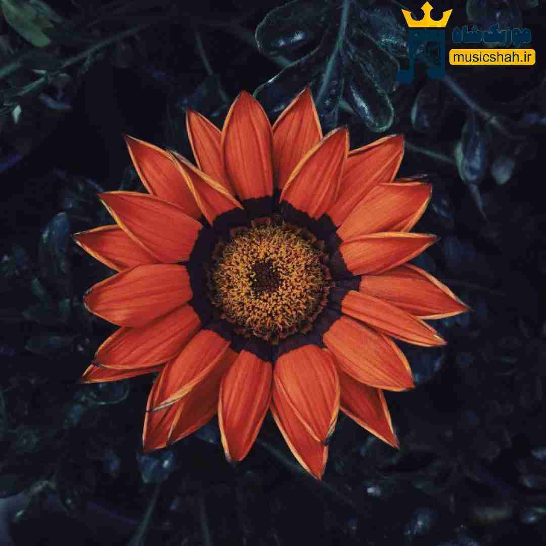  نبودم بچه ادا اطفاری آقام استقلالی تر از مرفاوی