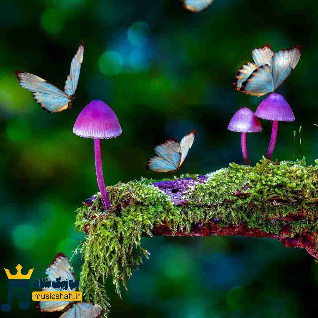 انگار نیومده عاشقی به من بگو قلبت ماله منه