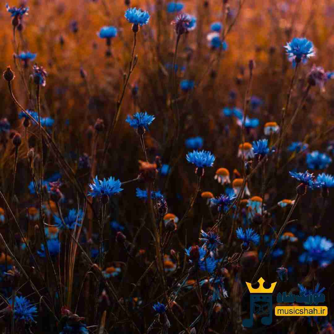  رفتی با دشمنم بدمو گفتی پشت سرم