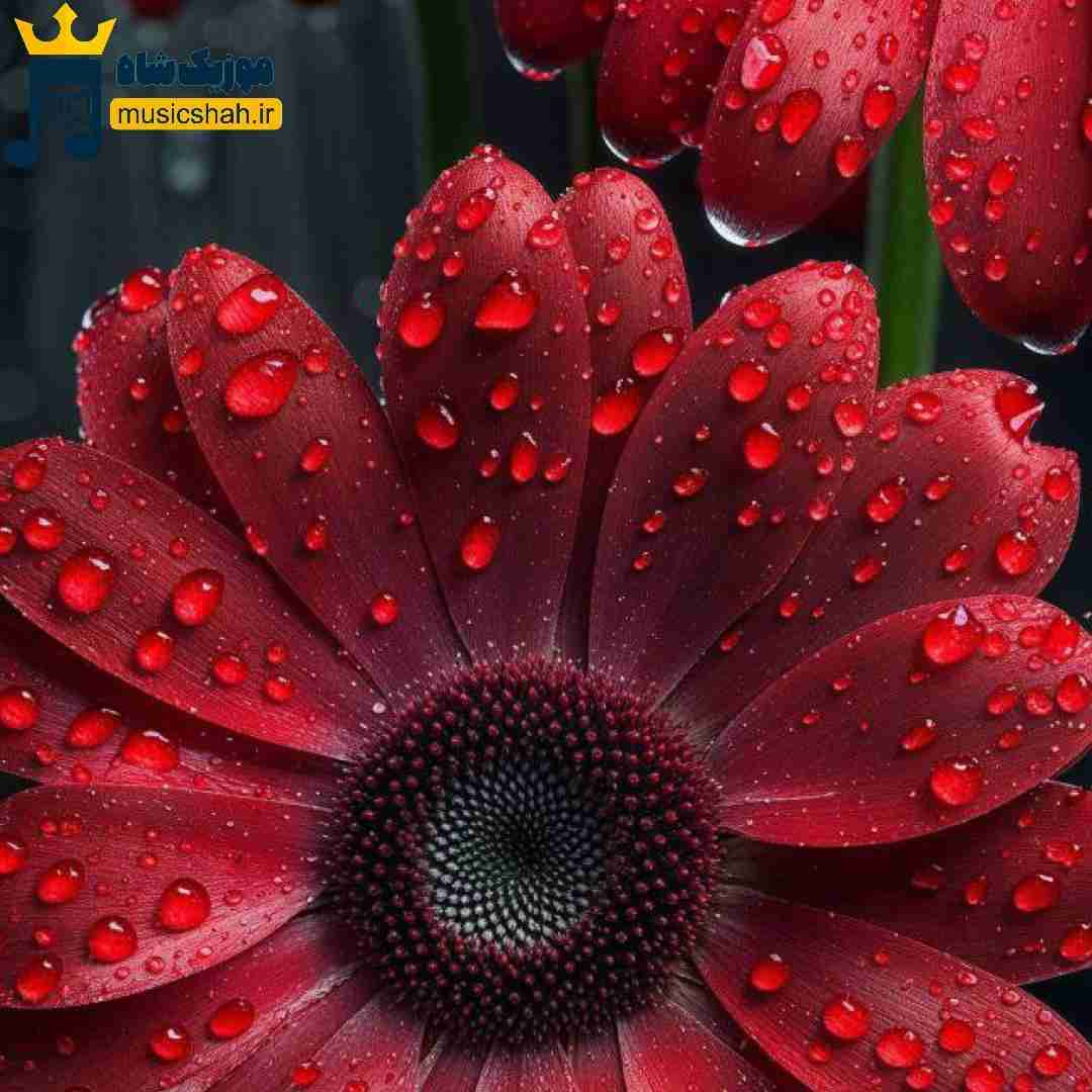 پل پل زدم در دستم شفاخانه من رفتم (ترند اینستا)