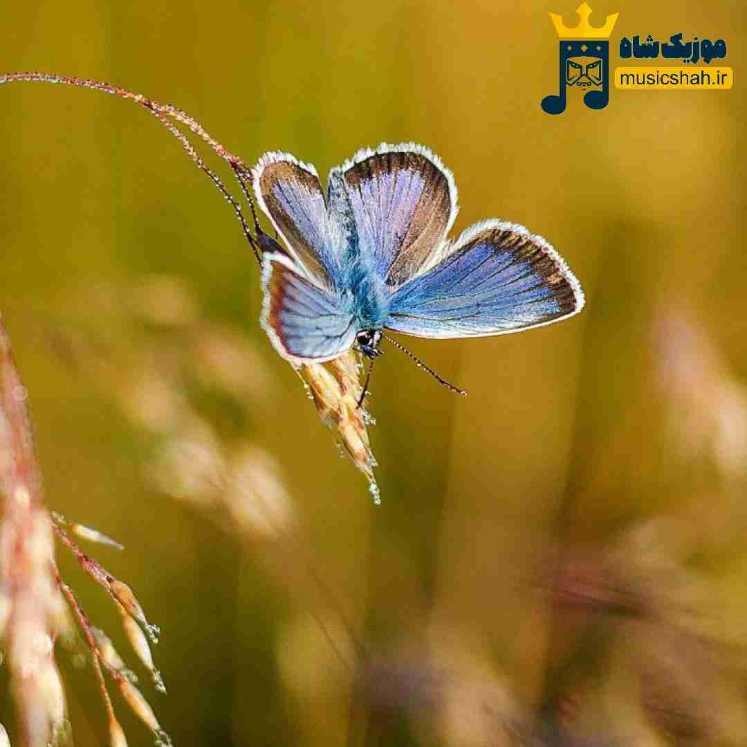  قرارمون این نبود بذاری بری تو از پیشم زود