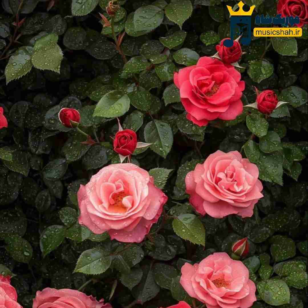 نه میانیر قاقا یامان یانیر قاقا (ترکی معروف)