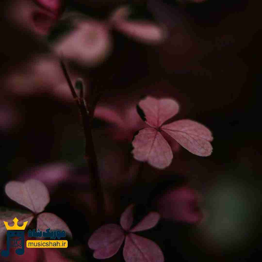 خبر ندارم از توت زیادا نبینم خم به ابروت بیادا