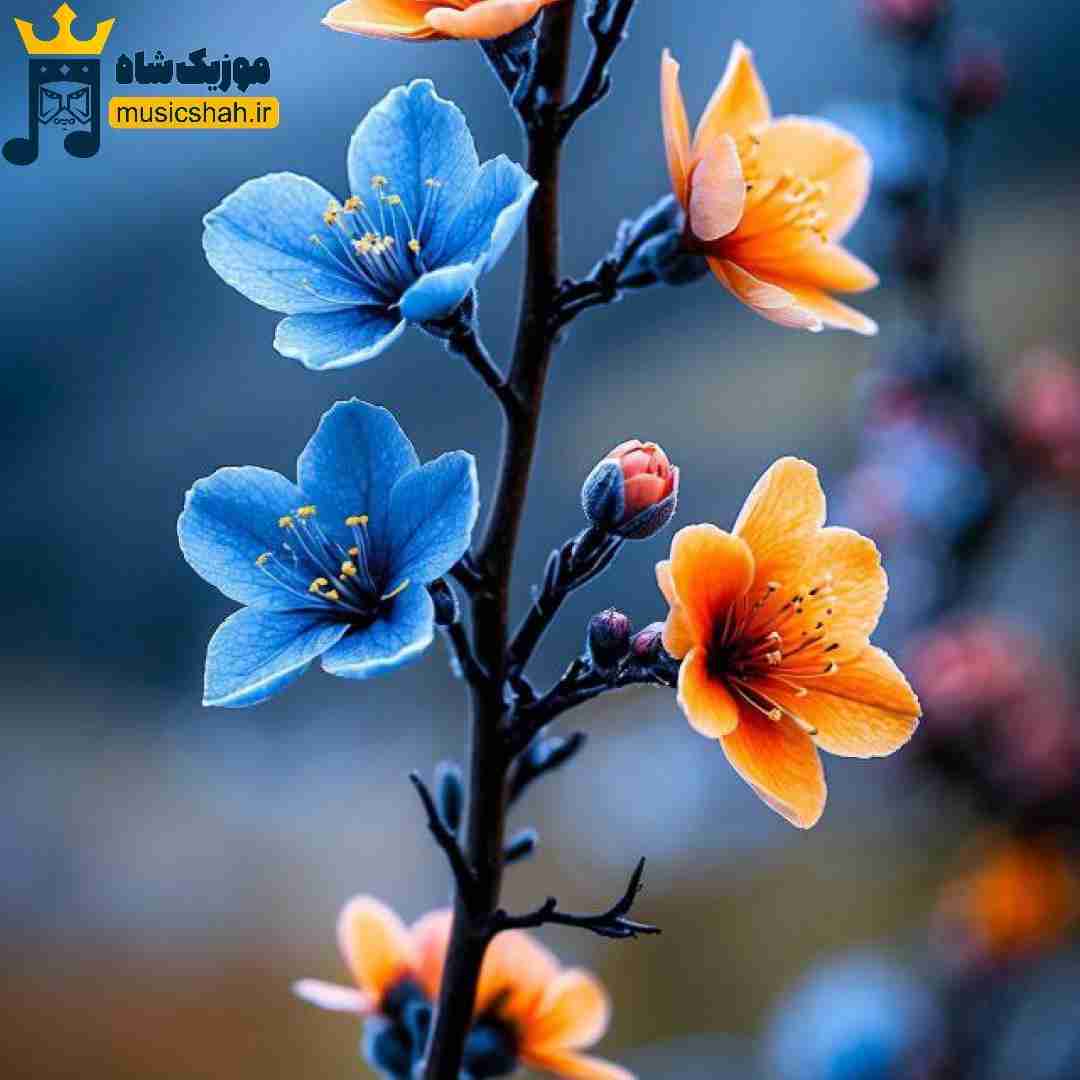  گیس فرفریگم چاو قشنگگم (ترند اینستا)