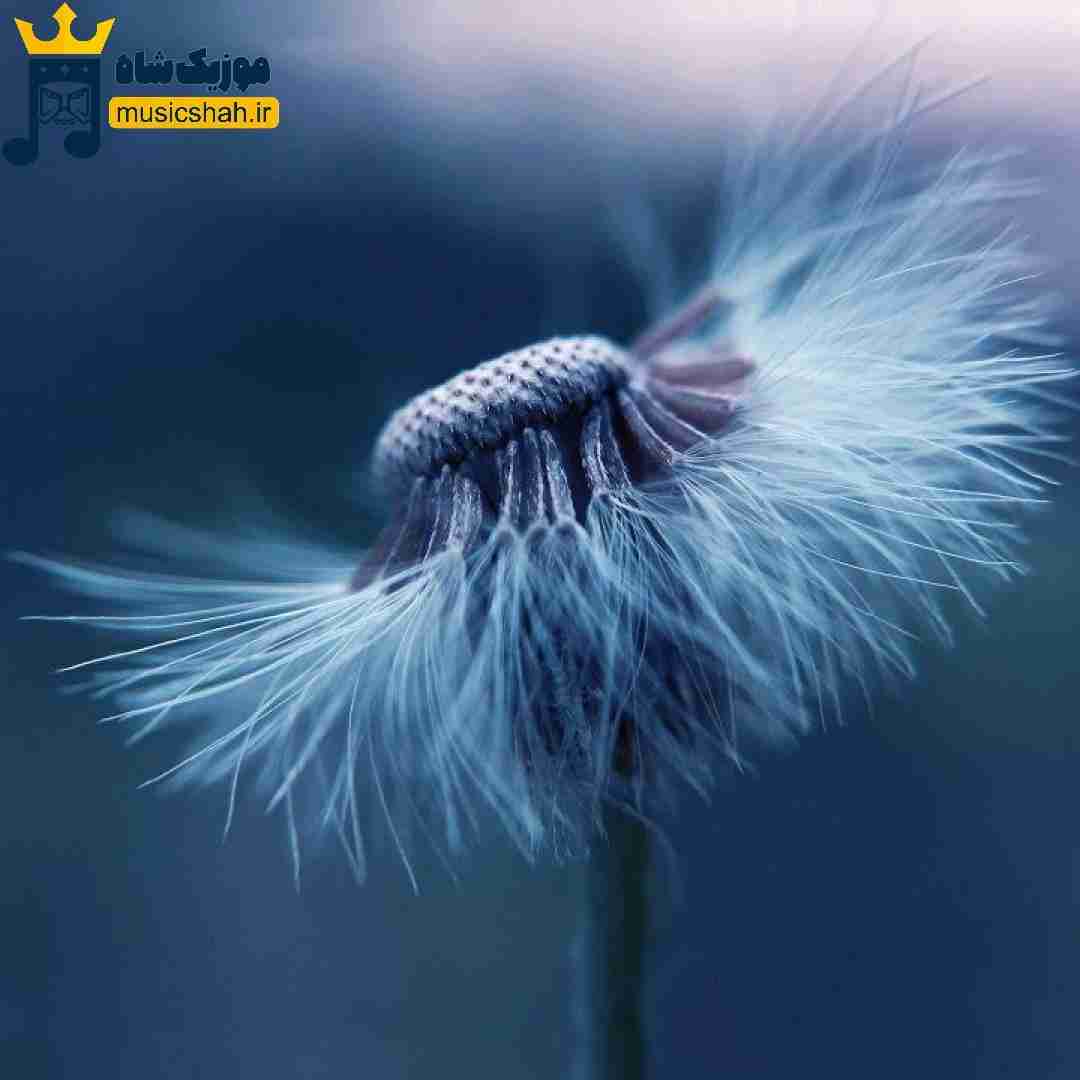 اینا عاشق دیدن حجله اینا خون میریزن واسه بهشته