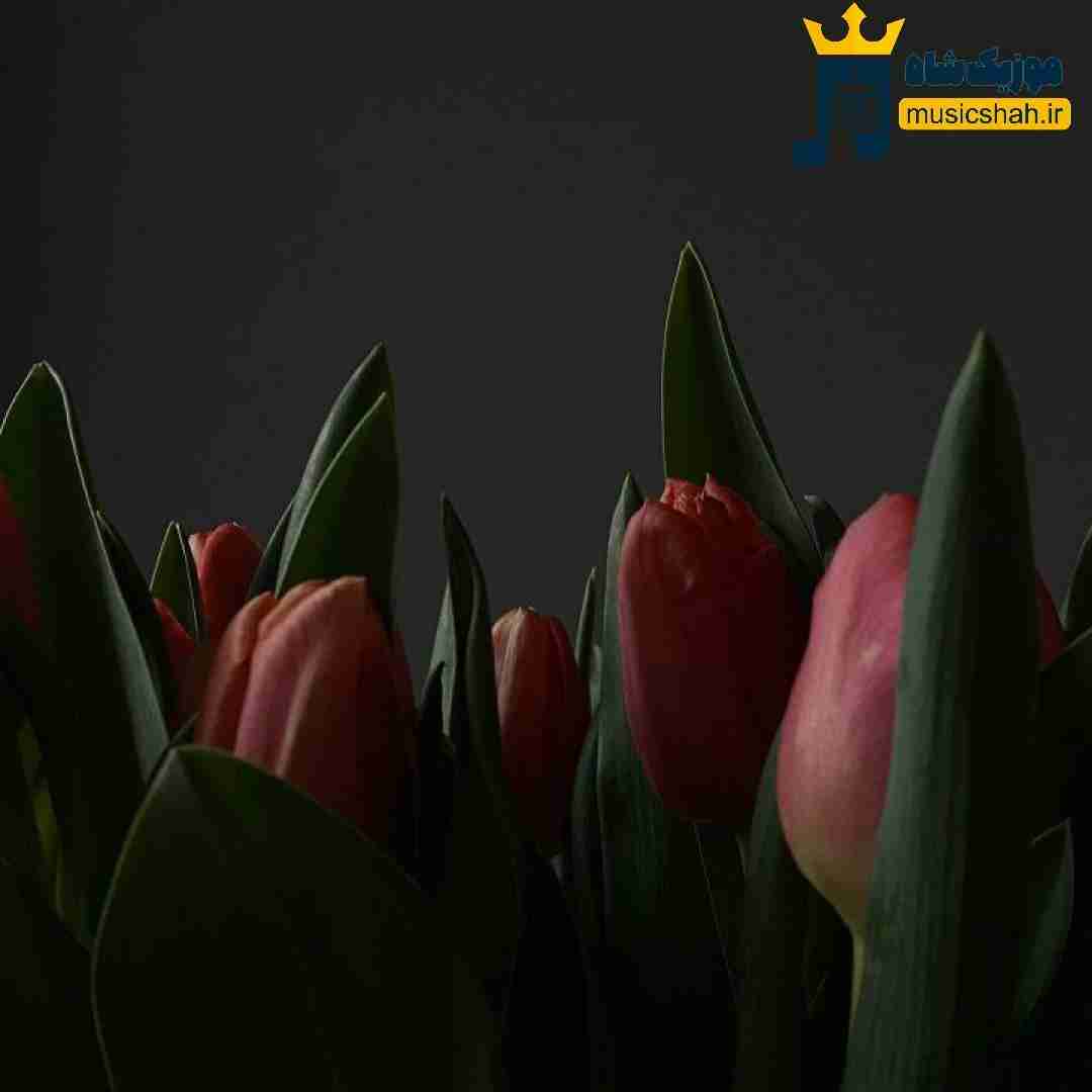 فاطمه رحمانی لالایی