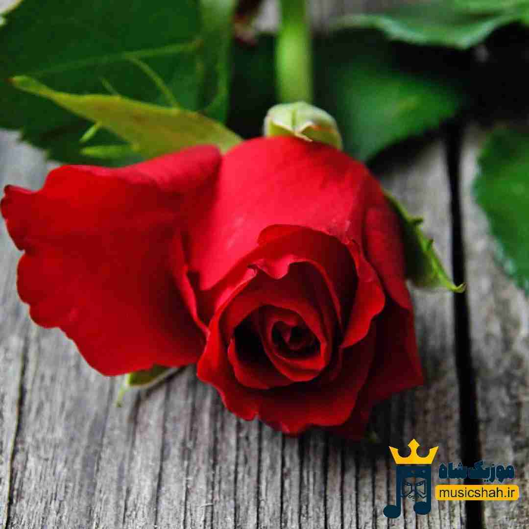 ما رابطمونو باختیم به چی به تو که ذاتت