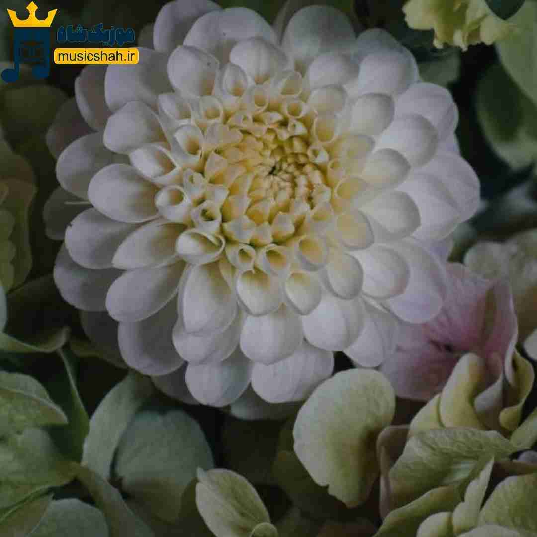 انفرادی شده سلول به سلول تنم با صدای دختر