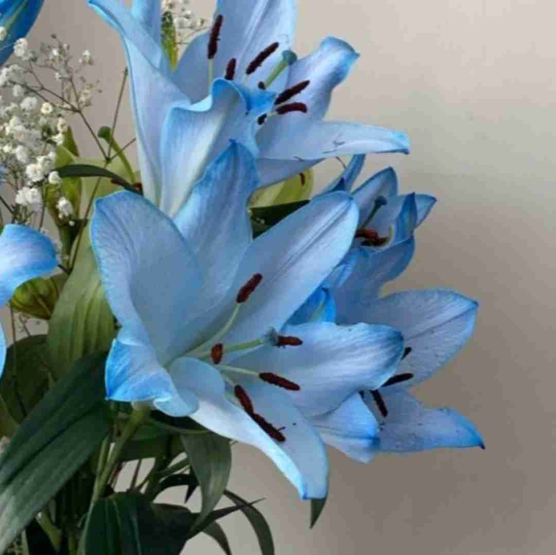بزن که خوب میزنی بیس دار