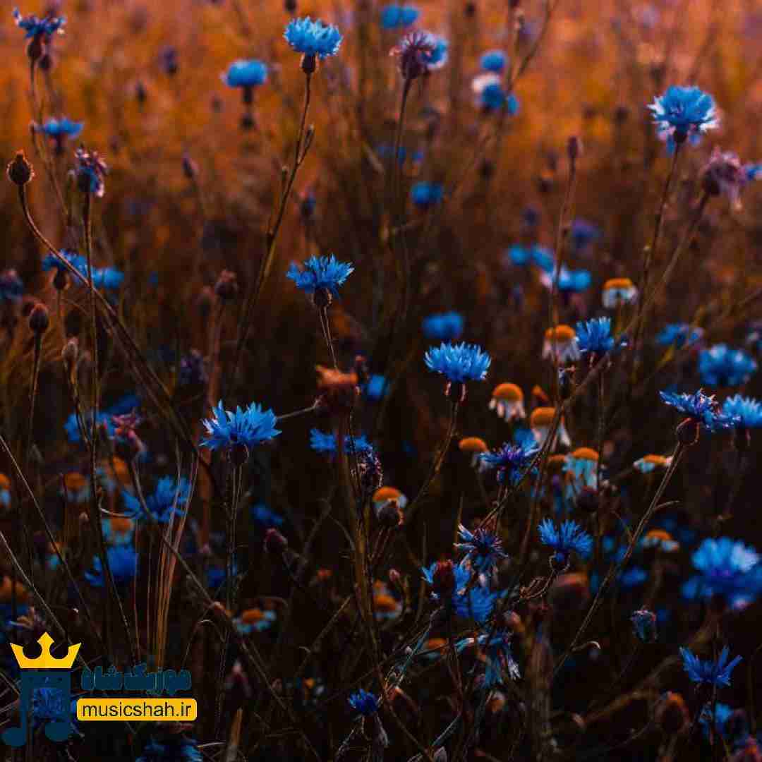 روی ایوون توی خونه پرستو زده لونه با صدای زن (هوش مصنوعی)