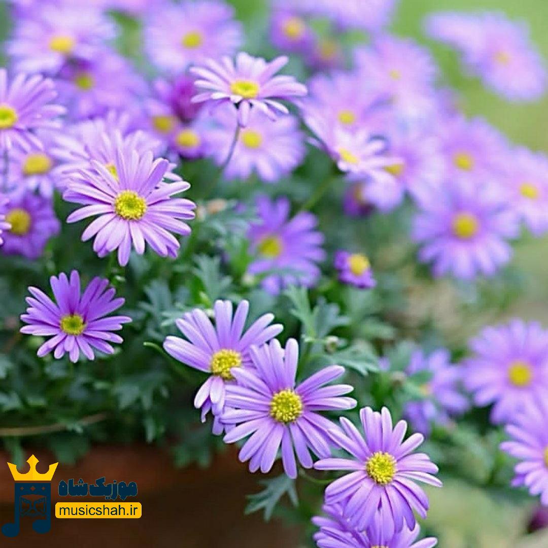 من عکساتو میبینم تو عکسامو پاره میکنی