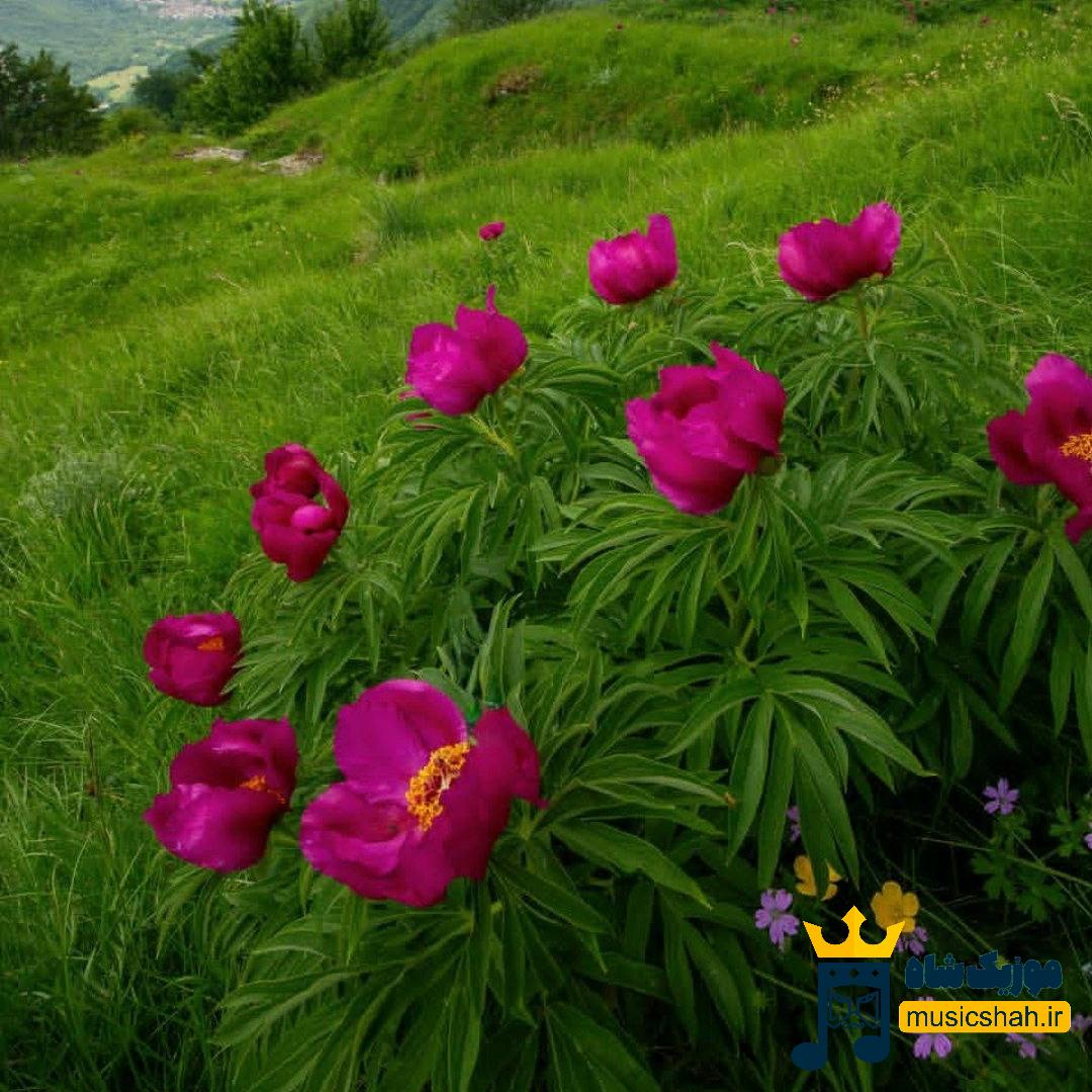 الکی نگو به من دیگه حسی نداری