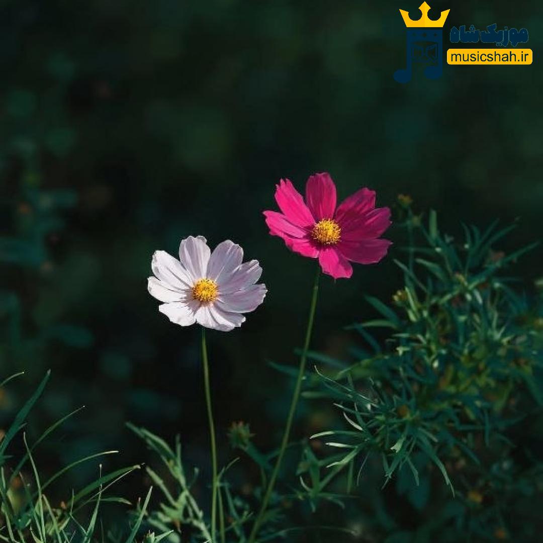 شهر پر مادر قاب به دست حاج آقا بهشت