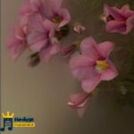 دانلود ریمیکس شاید نمیدونی یادته دوتایی کنار دریا (میکس اینستا) دانلود ریمیکس شاید نمیدونی یادته دوتایی کنار دریا (میکس اینستا)