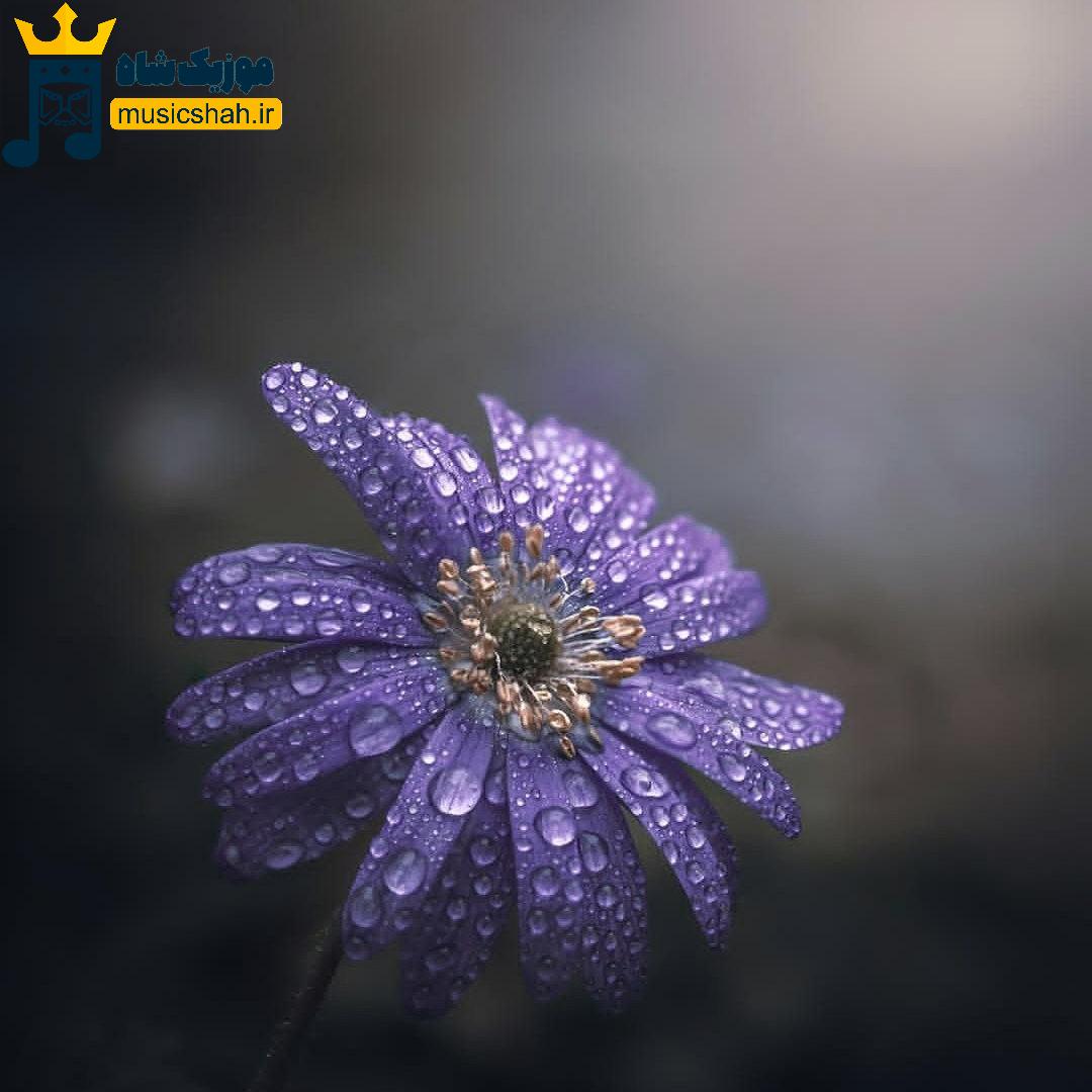 چیکار کردی با این پسره که به جای نازت میره