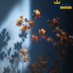 دانلود آهنگ شاید این آخرین دفعه ست من دنبالتم اشتباه کردم