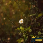 دانلود ریمیکس جدید برو دیگه مردی برا من باشه اصلا بردی منو (میکس اینستا)