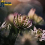 تو اگه منو میخواستی بحثو کش نمیدادی