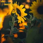 دانلود ریمیکس جدید صدام خیلی گرفته مثل صدای سازم (میکس اینستا)