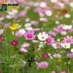 دانلود آهنگ جدید پکا سمی رفته دیگه دوز ما بالا تنمه ست لویی وی