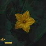 لولت نبود در حدم واسه حس خوبم بهت شرمندم