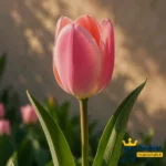 قبلنا از عشق میترسیدم از هرچی که واسم