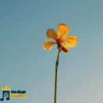 وقتی رفت فهمیدم کیو از دست میدم