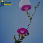 بی من بهت چسبیده چه میدونی گذشت چی بهم