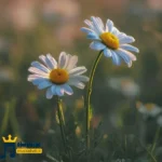 یکی دیگه زدم زیرش بکن عطر گل بو (میکس اینستا)