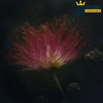 پرادو پرادو ول بکنم پارس و بچسبم (ترند اینستا)