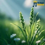 دانلود آهنگ محلی ماه گلی از ماهک و اشکان موسوی