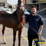 آهنگ جدید خمار سبحان رستمی