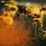 دانلود آهنگ کجایی من الان تورو تنها میخوام با تو همه